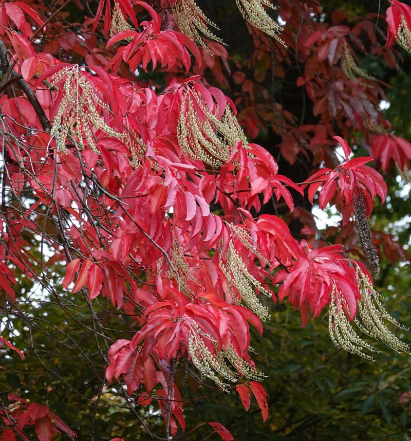 Sourwood (Oxydendrum arboreum)