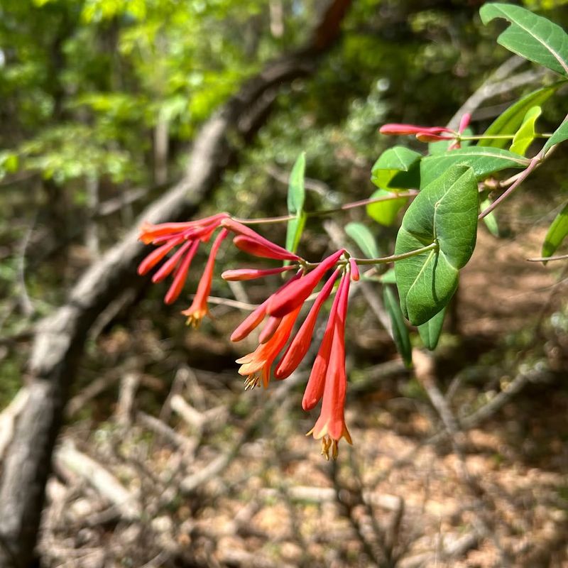 Coral Honeysuckle (Lonicera Sempervirens)