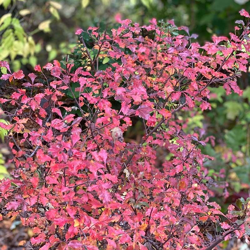 Fragrant Sumac Covers Sunny Slopes And Open Edges