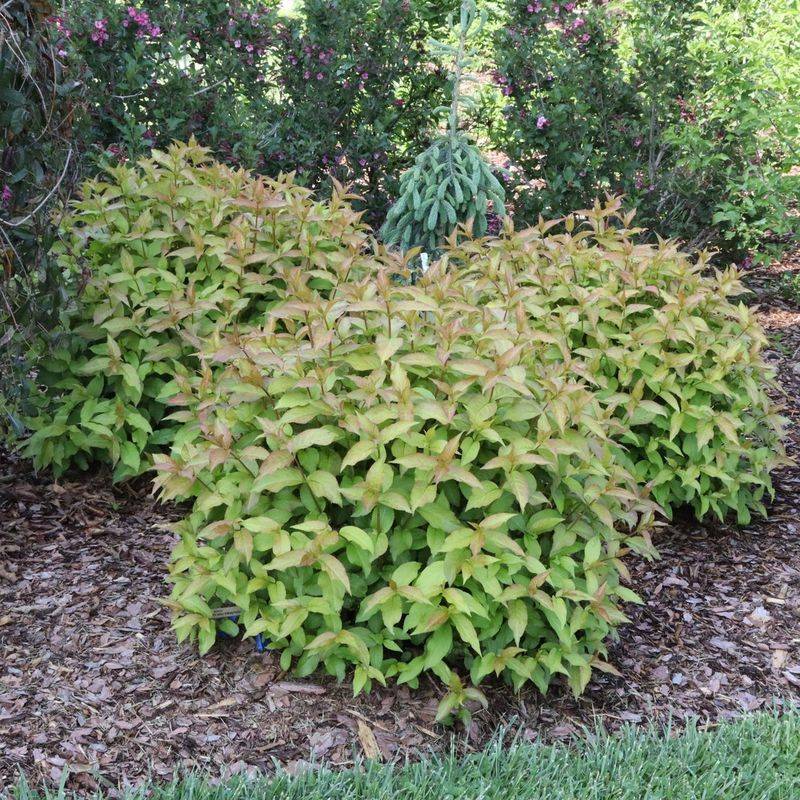 Bush Honeysuckle Provides Steady Nectar Through Summer