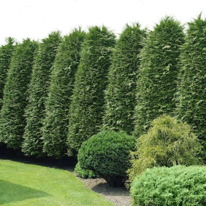 Green Giant Arborvitae Grows Tall For Larger Spaces