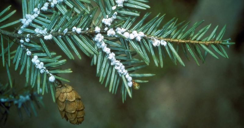 Eastern Hemlock For Soft Evergreen Screening