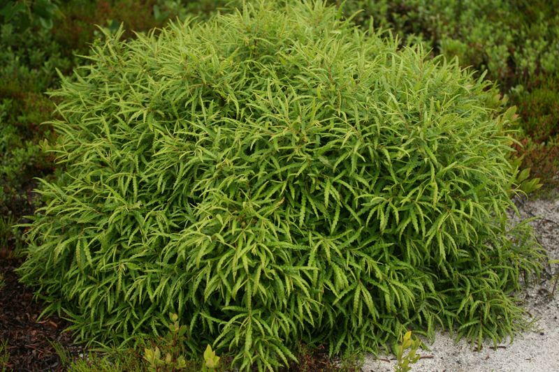 Sweetfern (Comptonia peregrina)