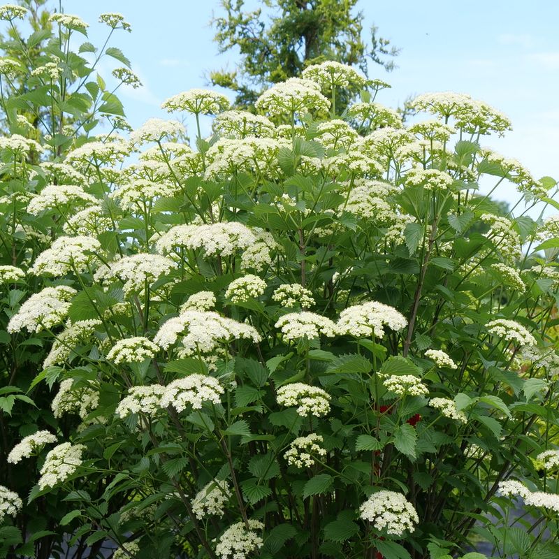 Viburnum (Arrowwood Viburnum)