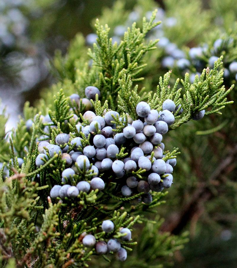 Eastern Red Cedar (Juniperus Virginiana)