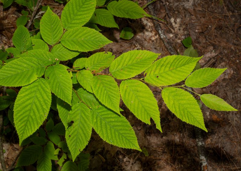 Hophornbeam (Ostrya virginiana)