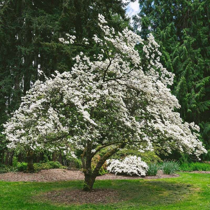 Flowering Dogwood Fits Smaller Driveway Spaces
