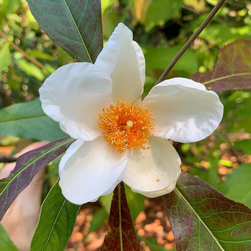 Franklinia Produces Showy Blooms But Remains Rare In Nurseries