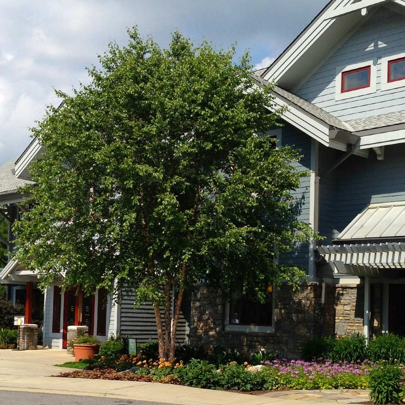 River Birch Shows Off Peeling Bark And Fresh Growth