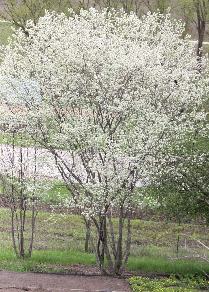 Downy Serviceberry