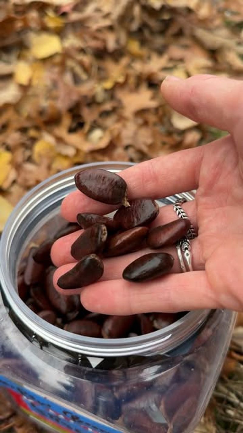 Pawpaw (Asimina Triloba) Pawpaw (Asimina Triloba)