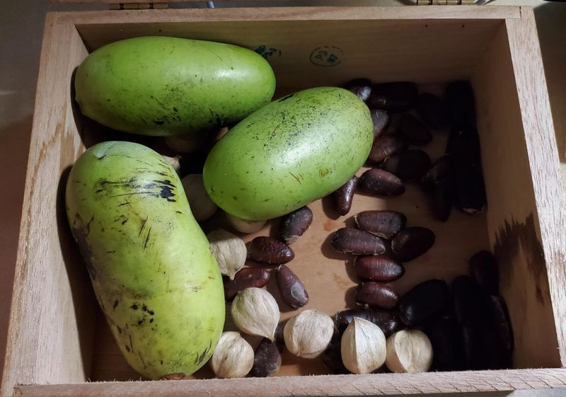 Pawpaw (Asimina triloba)
