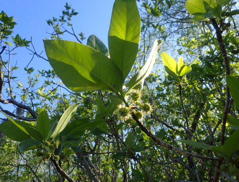 Ogeechee Lime Grows Near Water But Is Seldom Offered