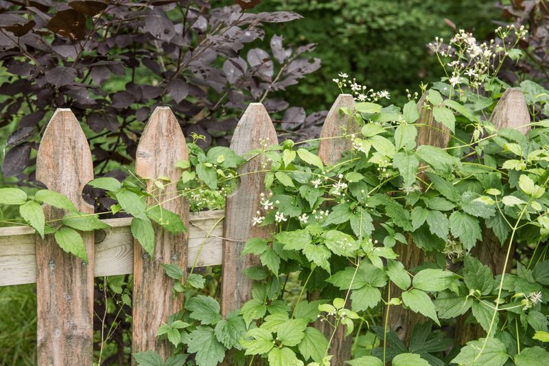 Virgin's Bower Softens Fences With Clouds Of White Flowers