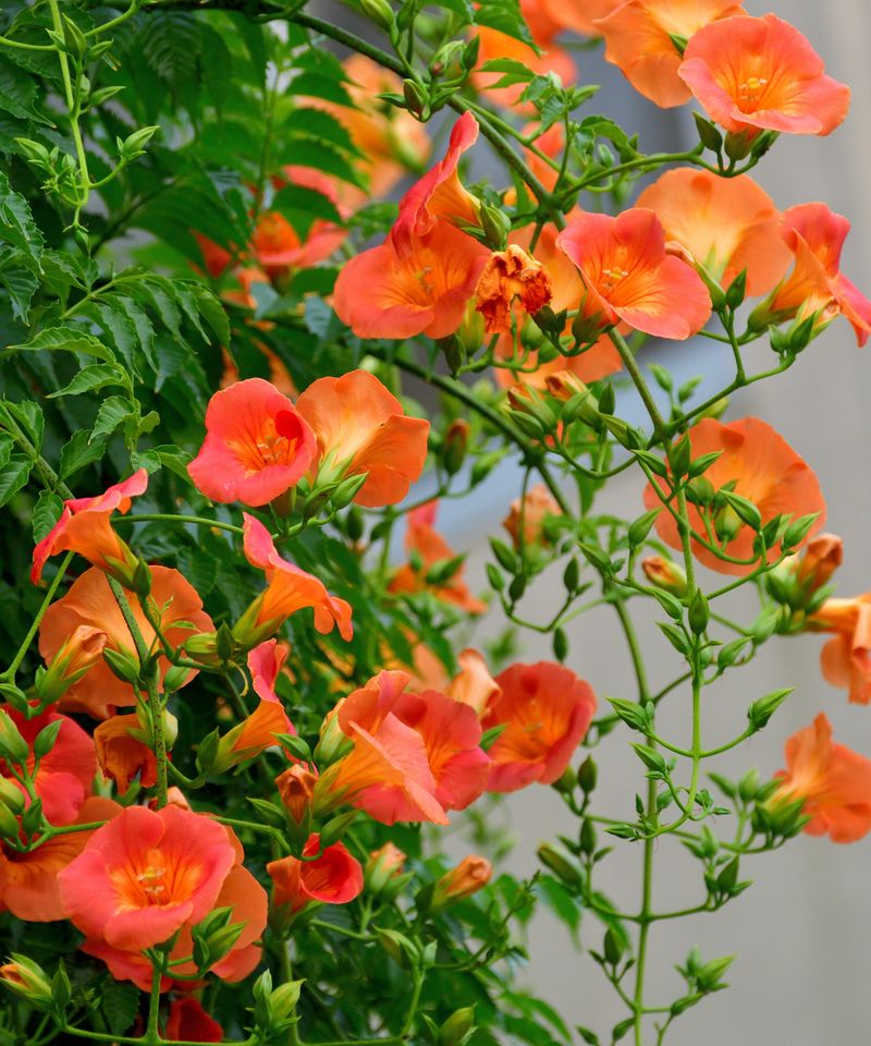 Trumpet Vine Makes A Bold Statement On Fences