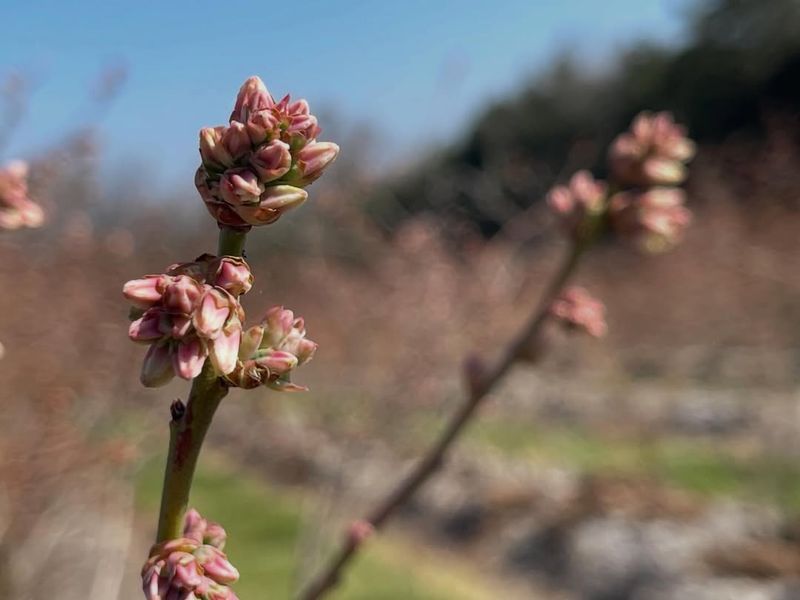 Blossom Removal On First- And Second-Year Plants