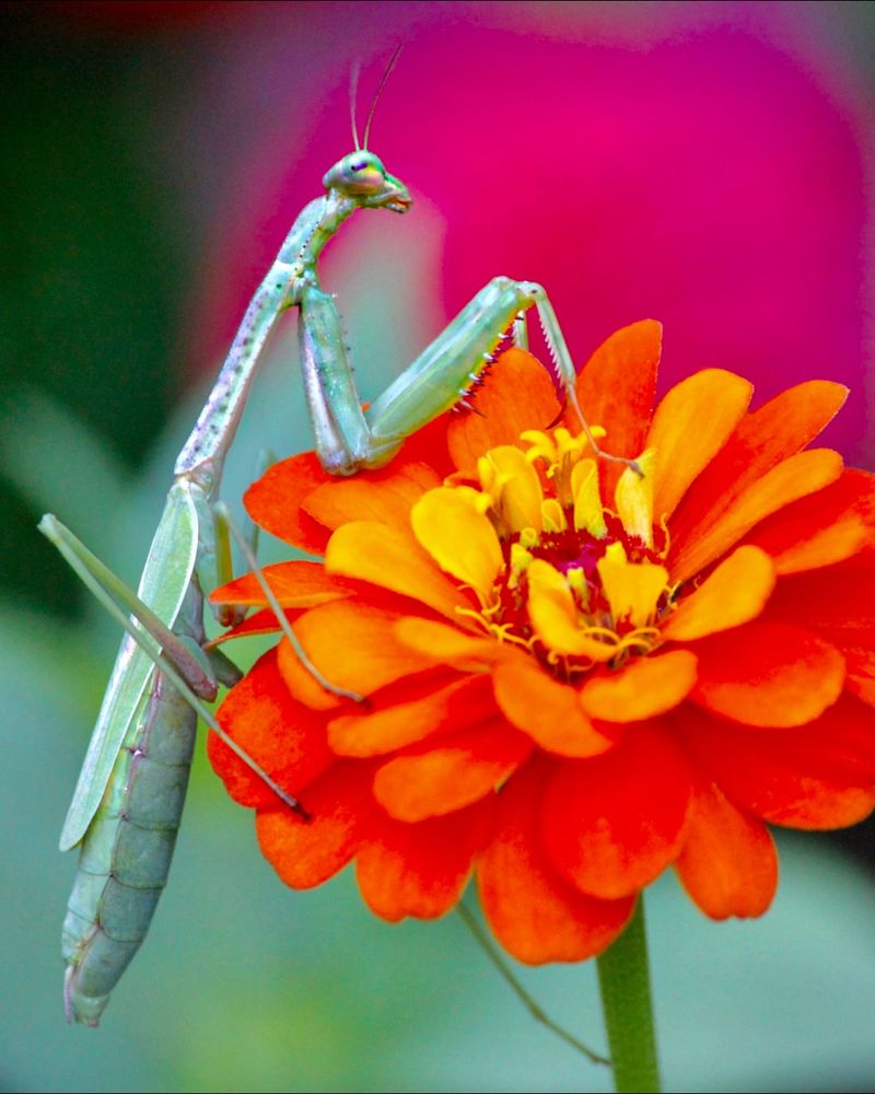 Mantises Love Gardens That Are Diverse And Undisturbed