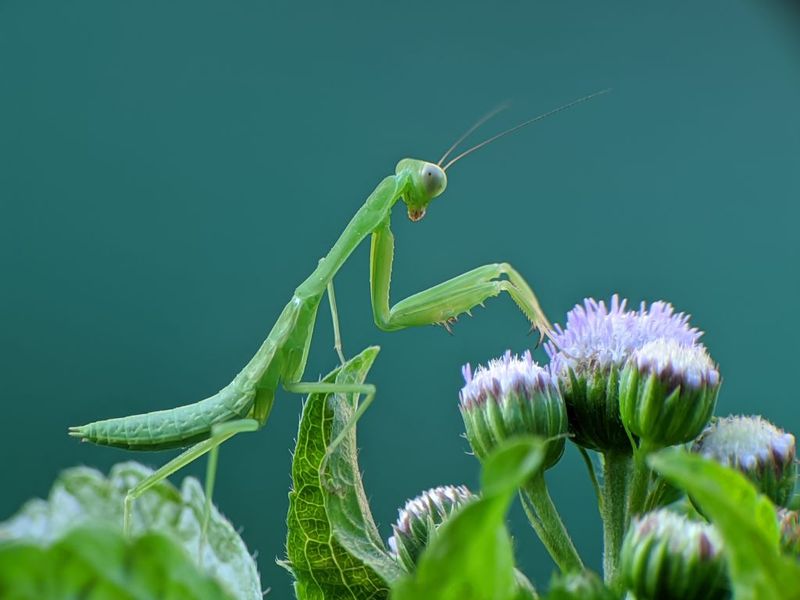 Some People See A Praying Mantis As A Sign To Slow Down