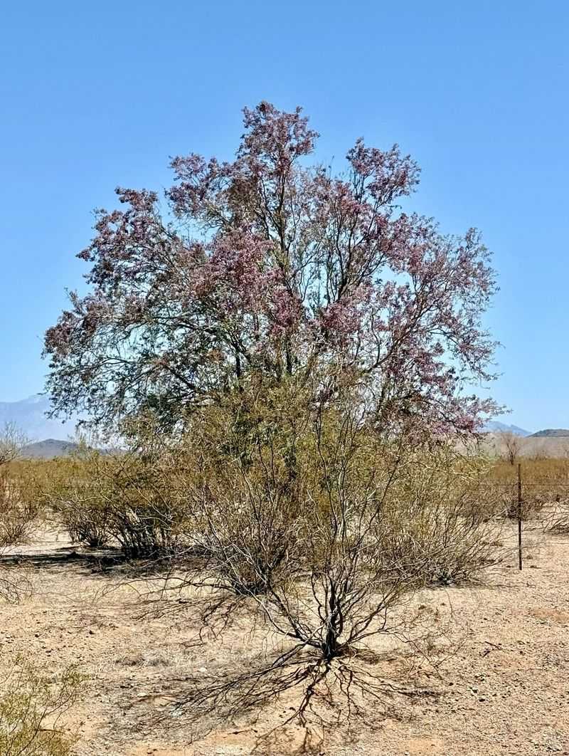 Ironwood Establishes Slowly But Handles Warm Spring Conditions