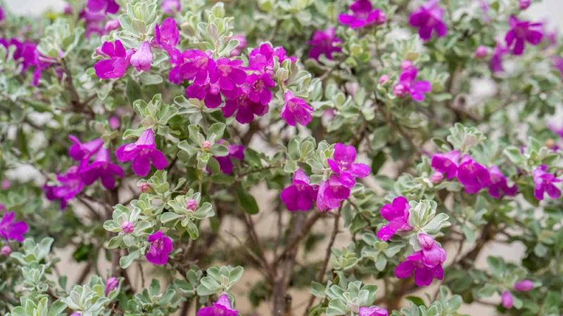 This Texas Bee Is Found Where Cenizo Naturally Grows