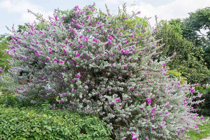 Cenizo Blooms Create A Key Food Source For Andrena Cenizophila