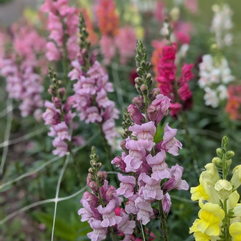 Snapdragons