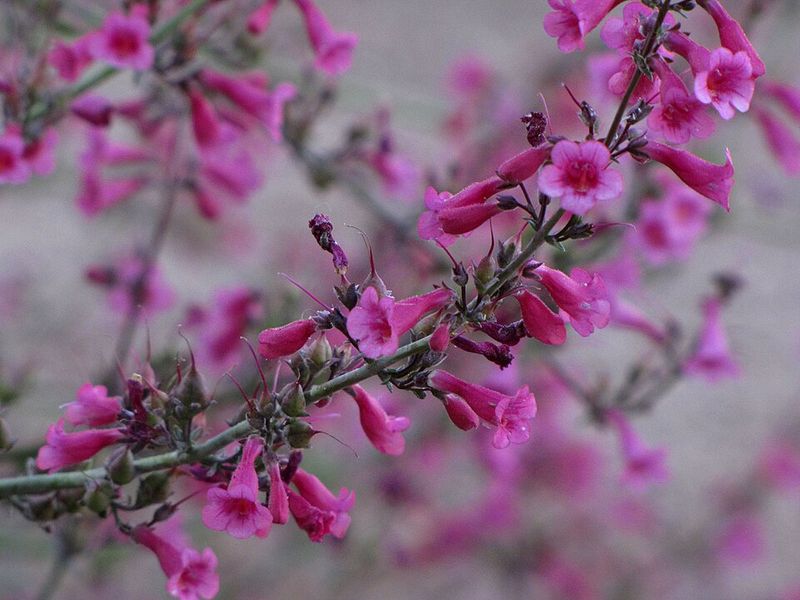 Parry's Penstemon Adds Spring Color Then Settles In