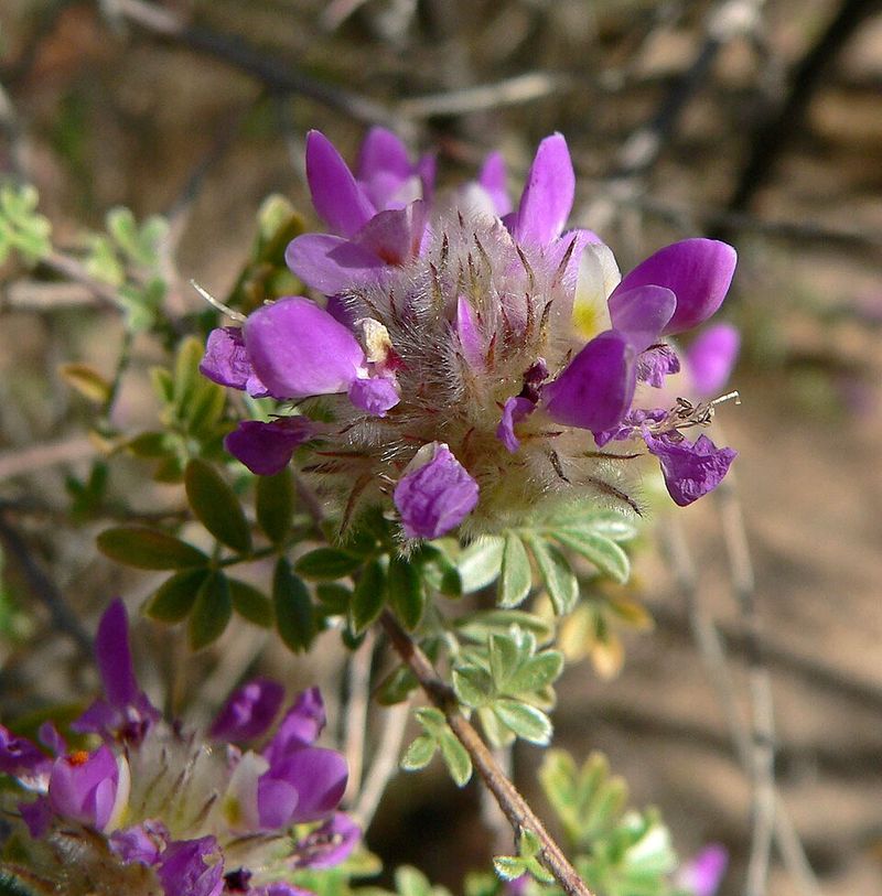 Trailing Indigo Bush Spreads Along Hot Walls Without Stress