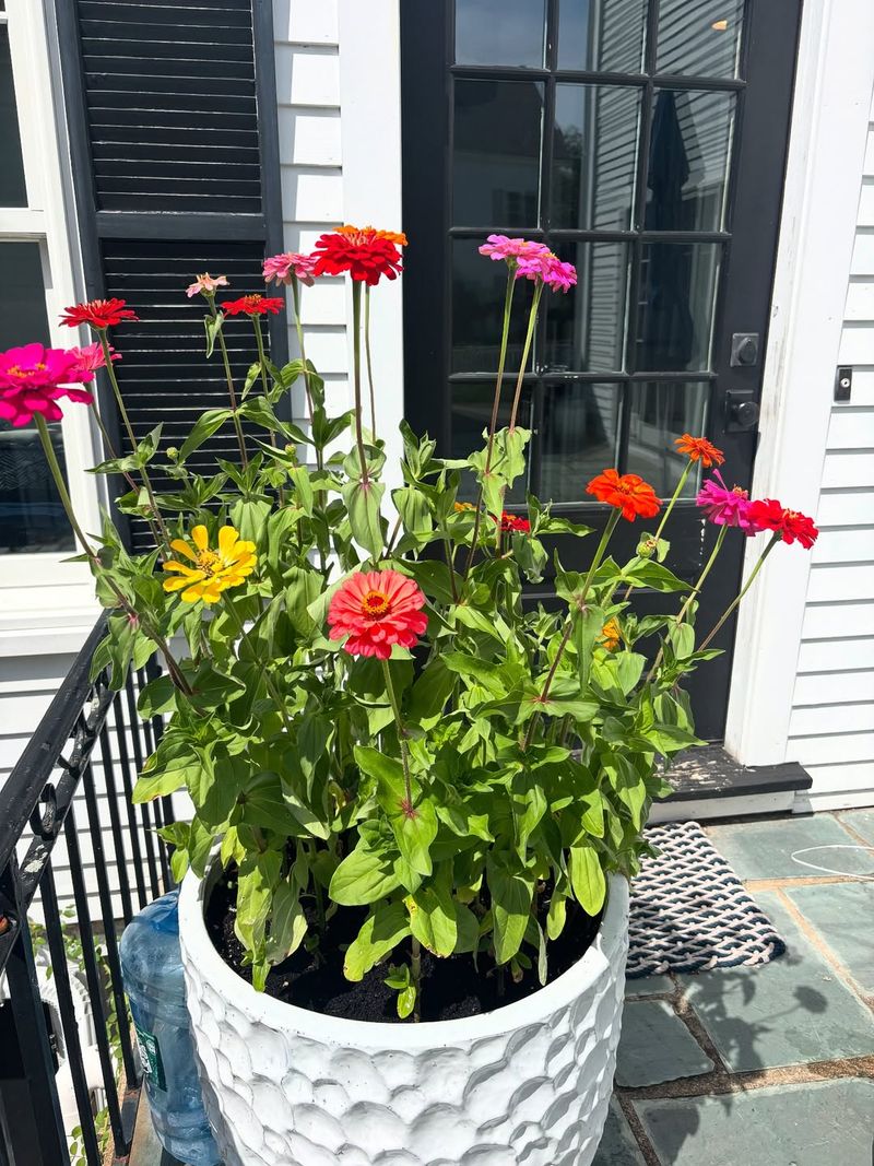 Zinnia