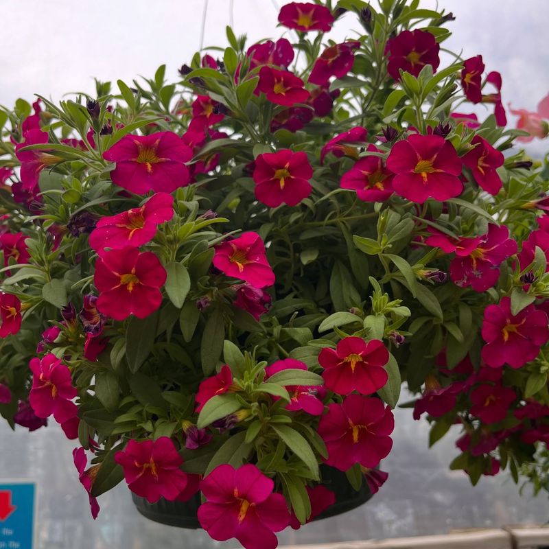 Calibrachoa