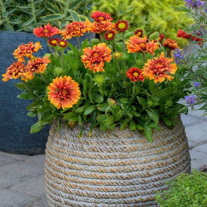 Gaillardia Brings Bold Flowers Through Summer Heat
