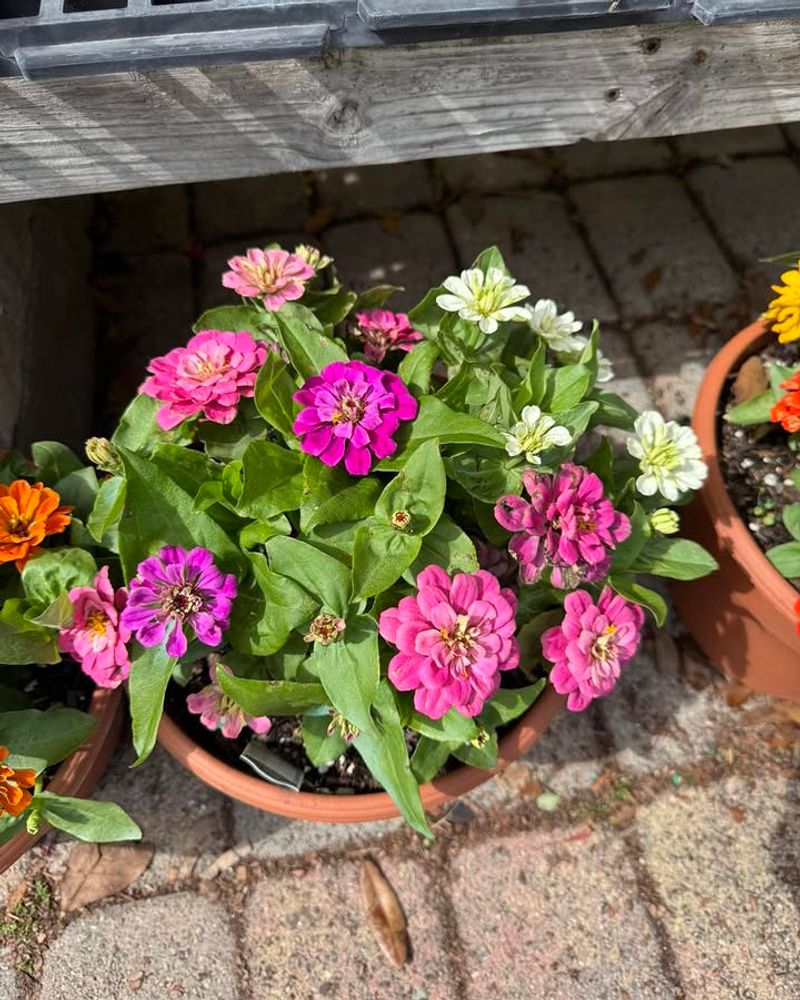 Zinnia Keeps Flowering Even As Heat Builds Up