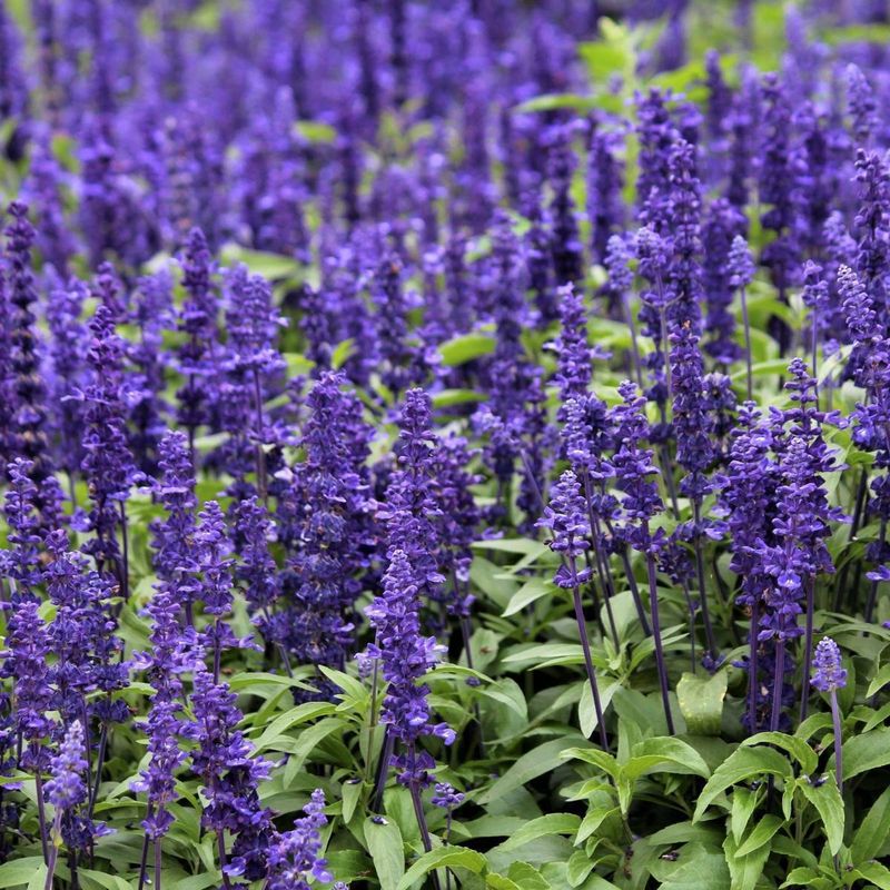 Mealycup Sage A Reliable Pollinator Favorite
