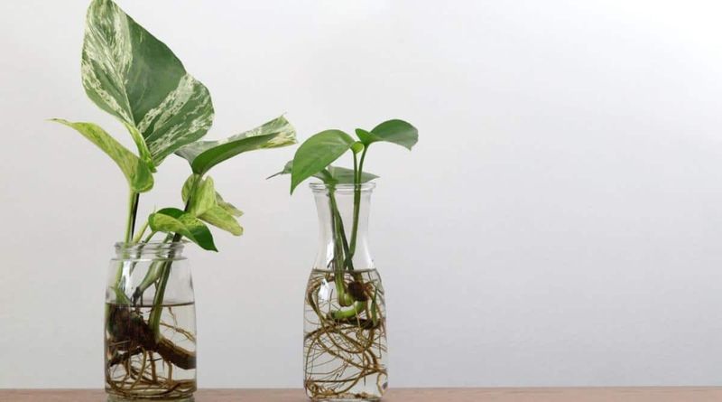 Pothos Roots Quickly In Water With Almost No Effort