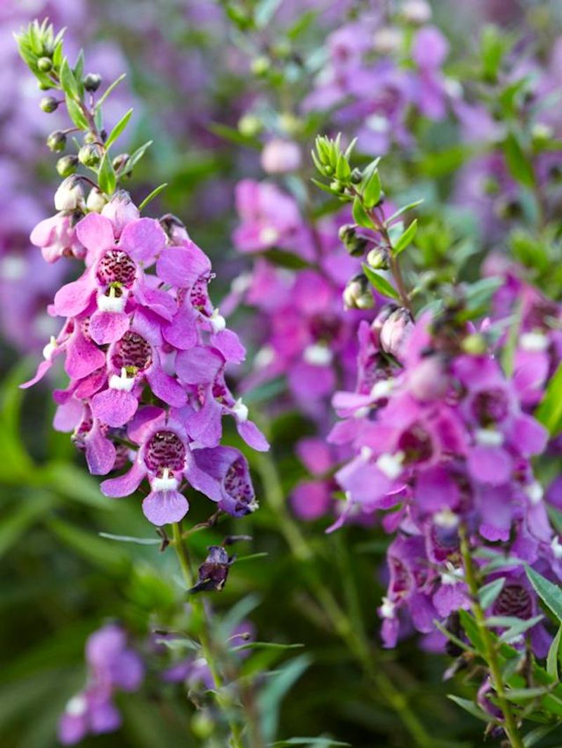 Angelonia Loves Heat That Wipes Out Fussier Flowers