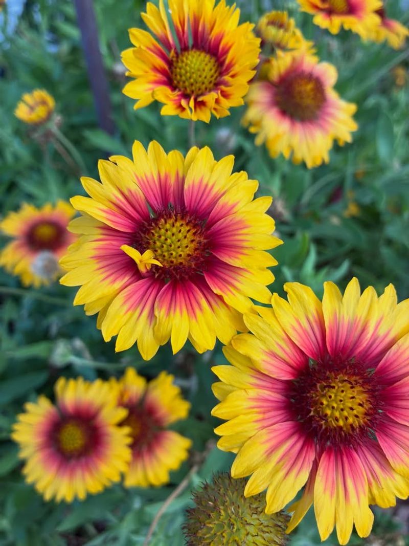 Gaillardia Handles Heat Without Constant Water