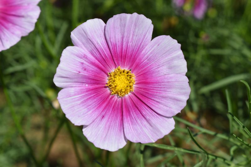 Cosmos Adds Light Color Without Extra Care