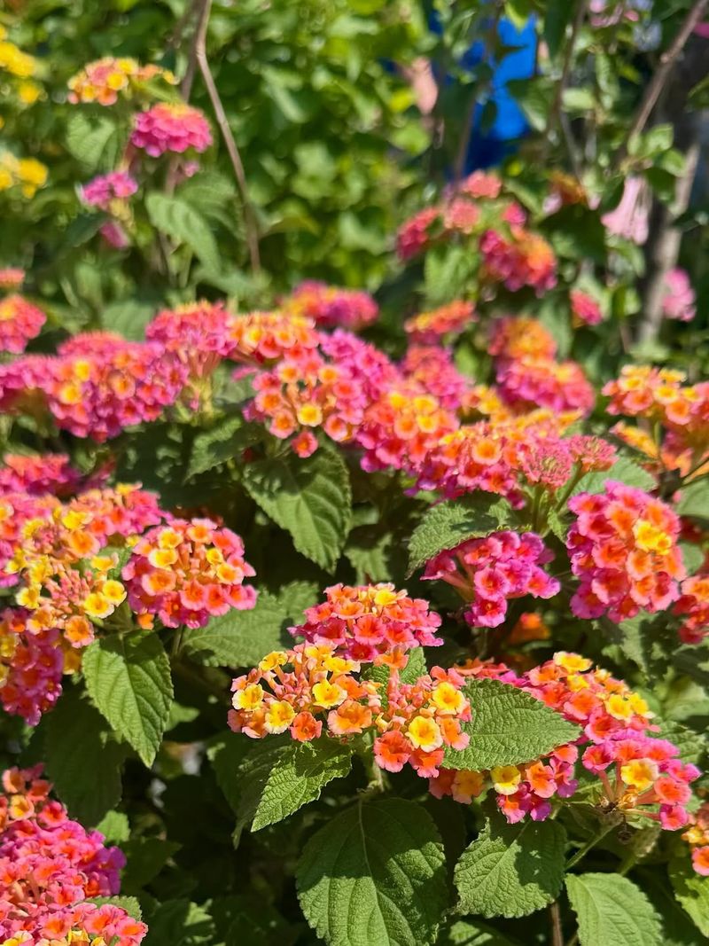 Lantana Thrives In Intense Heat And Blooms Continuously