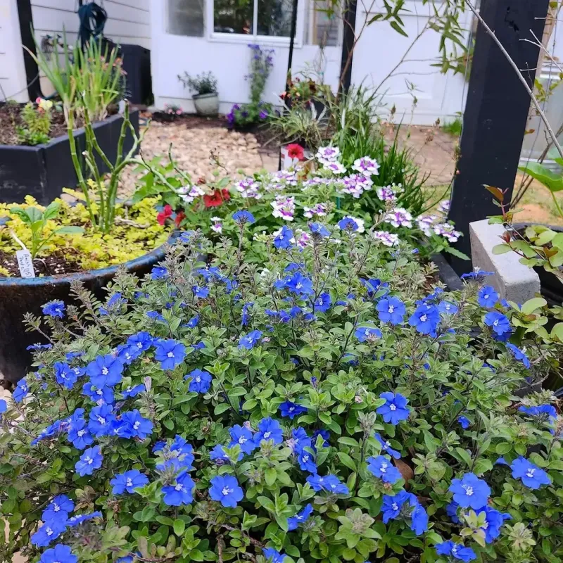 Blue Daze Adds Steady Color In Full Sun