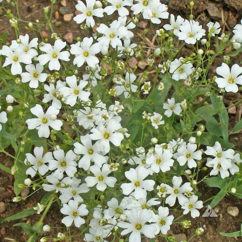 Baby's Breath Euphorbia Adds Airy White Blooms