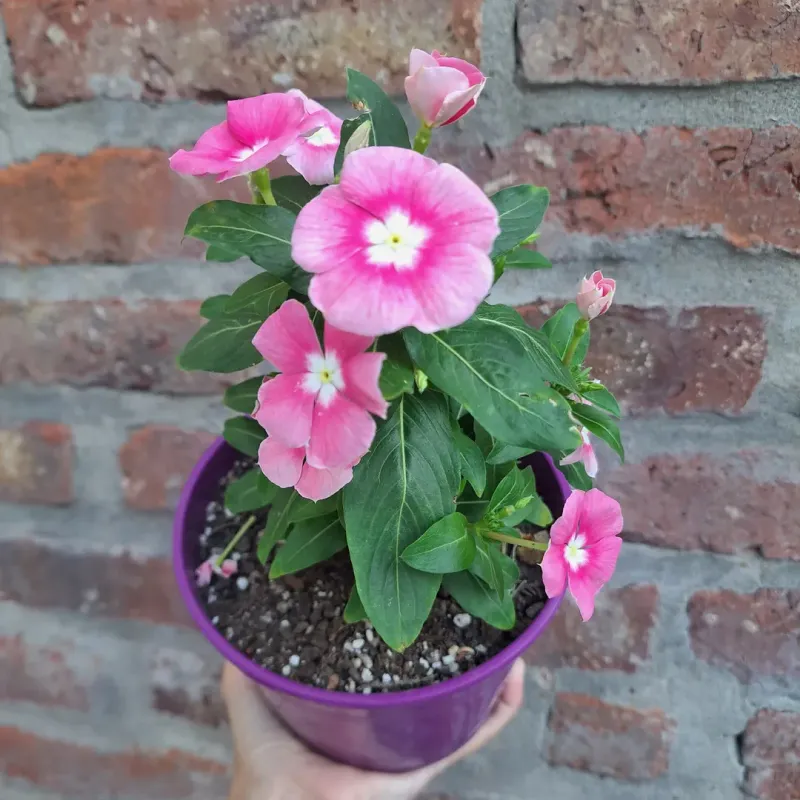 Cora Vinca Handles Hot Weather Like A Champ