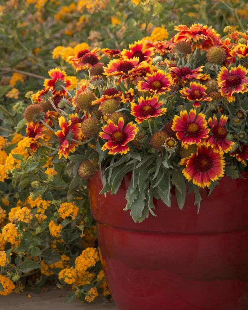 Gaillardia Blooms Reliably Even In Hot And Dry Conditions