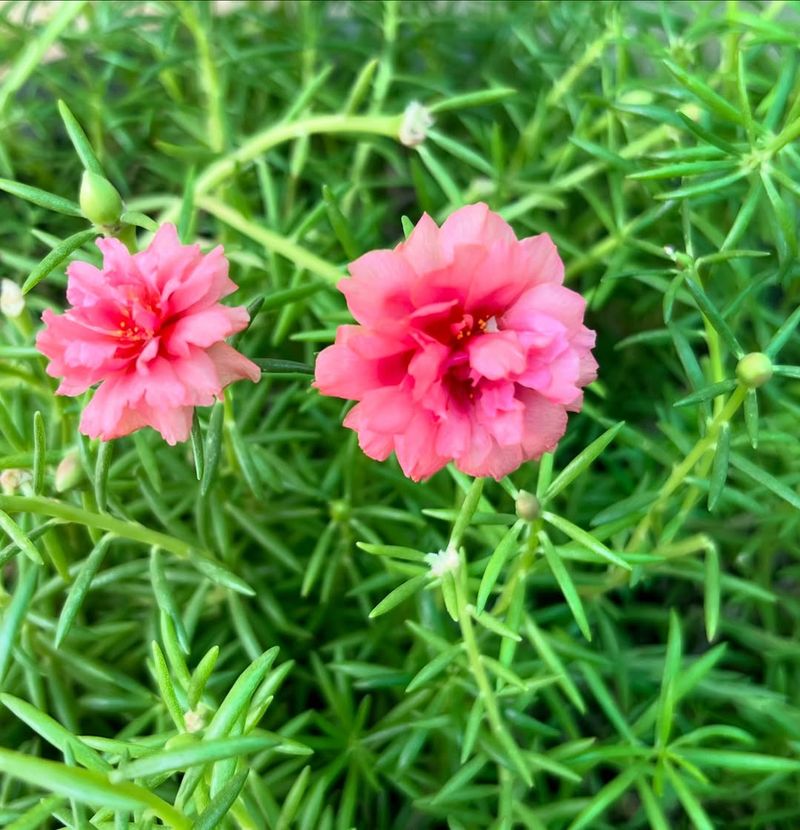 Portulaca (Moss Rose) Loving Sun And Dry Conditions