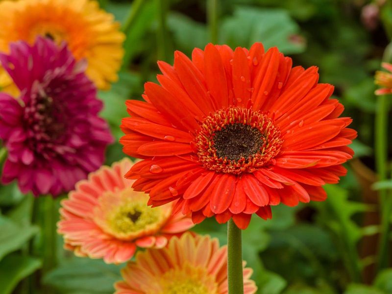 Gerbera Daisy Needs Fresh Nutrients To Keep Flowers Coming