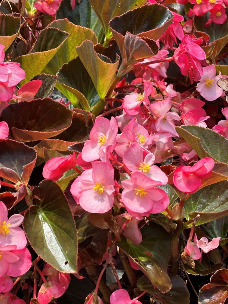 Wax Begonia For Reliable Color