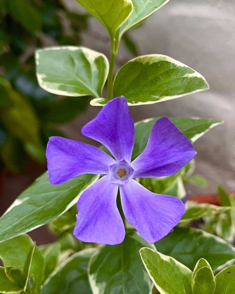 Vinca (Periwinkle) Built For Hot And Dry Conditions