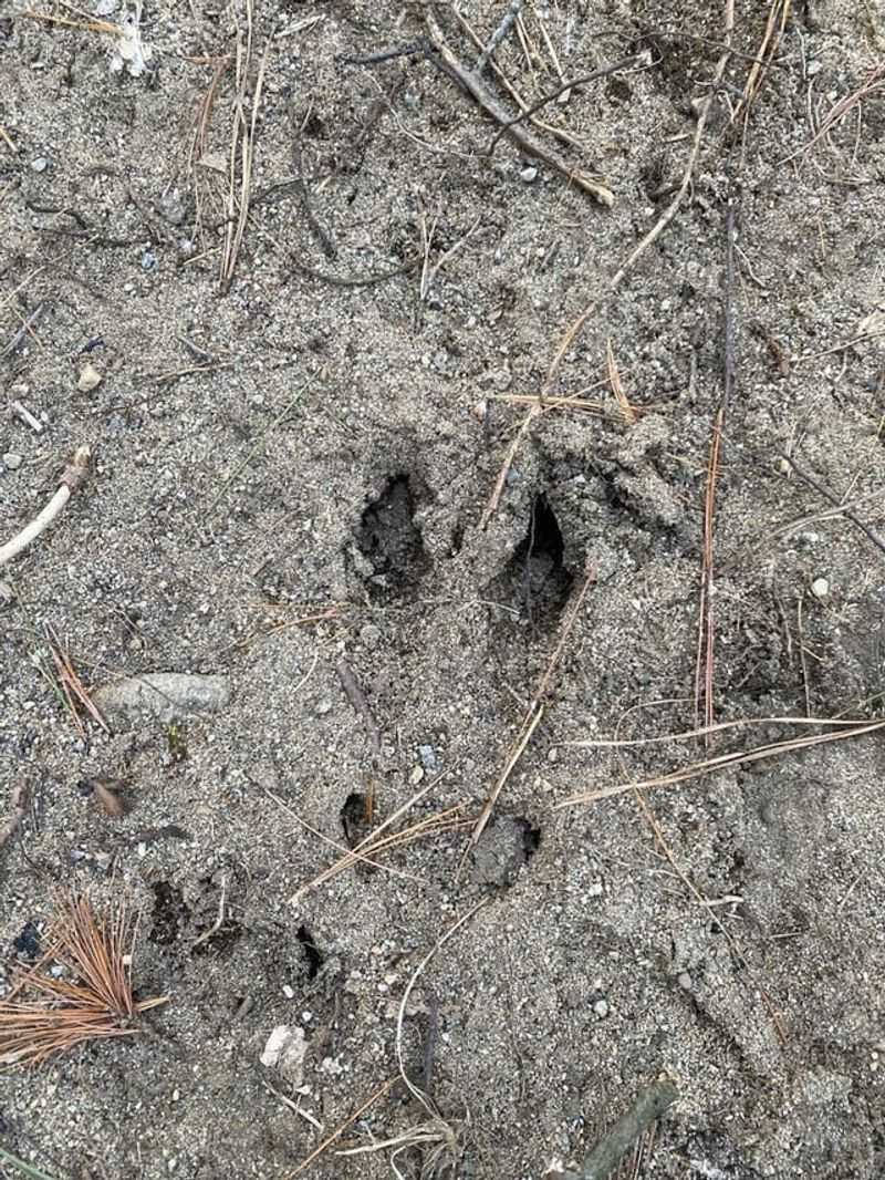 White-Tailed Deer Clear Hoof Prints In Soft Mud