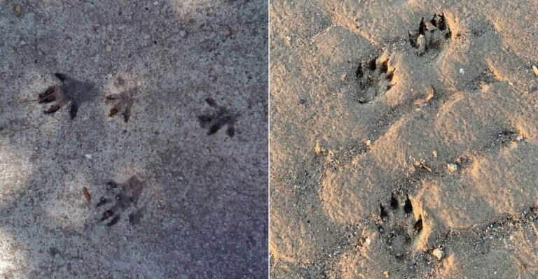 Animal Tracks In North Carolina You’ll See After Rainy Nights