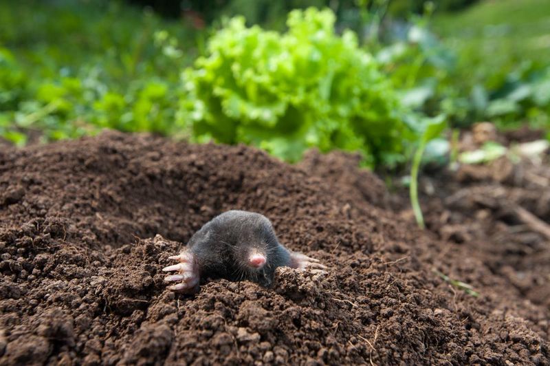 Moles For Hidden Lawn Tunnels