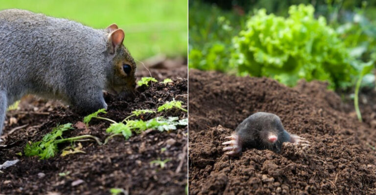 Animals That Dig Up Pennsylvania Gardens In Spring